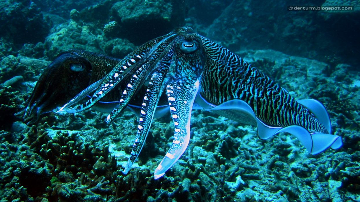 fond d'écran calmar,biologie marine,sous marin,céphalopode,récif,invertébré