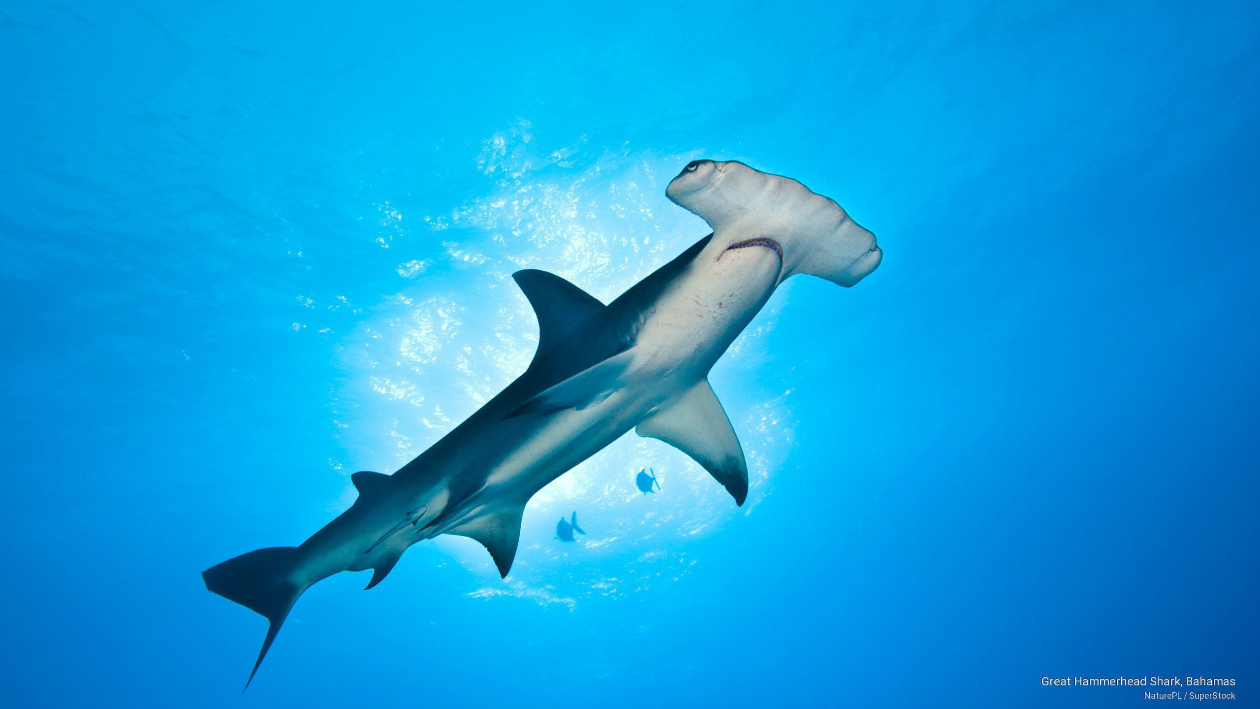 hammerhead shark wallpaper,shark,fish,requiem shark,tiger shark,fin