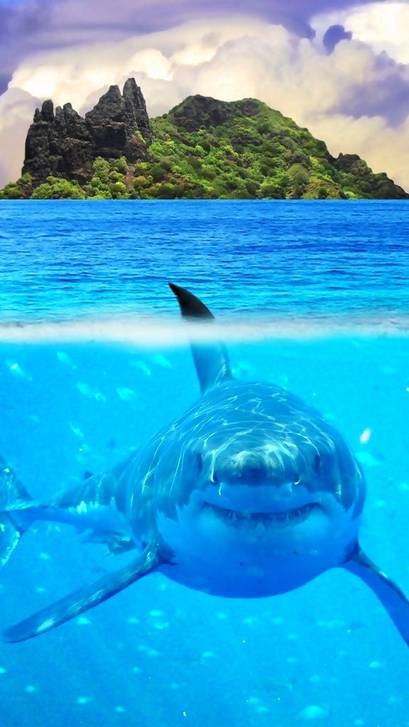 shark iphone wallpaper,fish,marine biology,fish,shark,great white shark