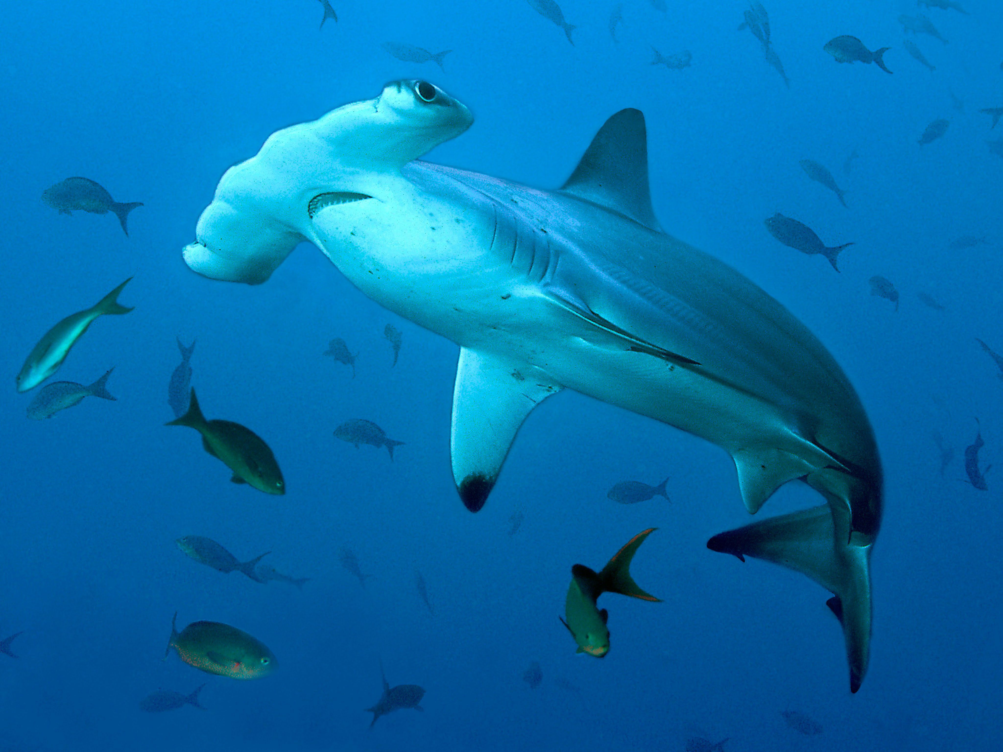 シュモクザメの壁紙,海洋生物学,水中,魚,鮫,青い