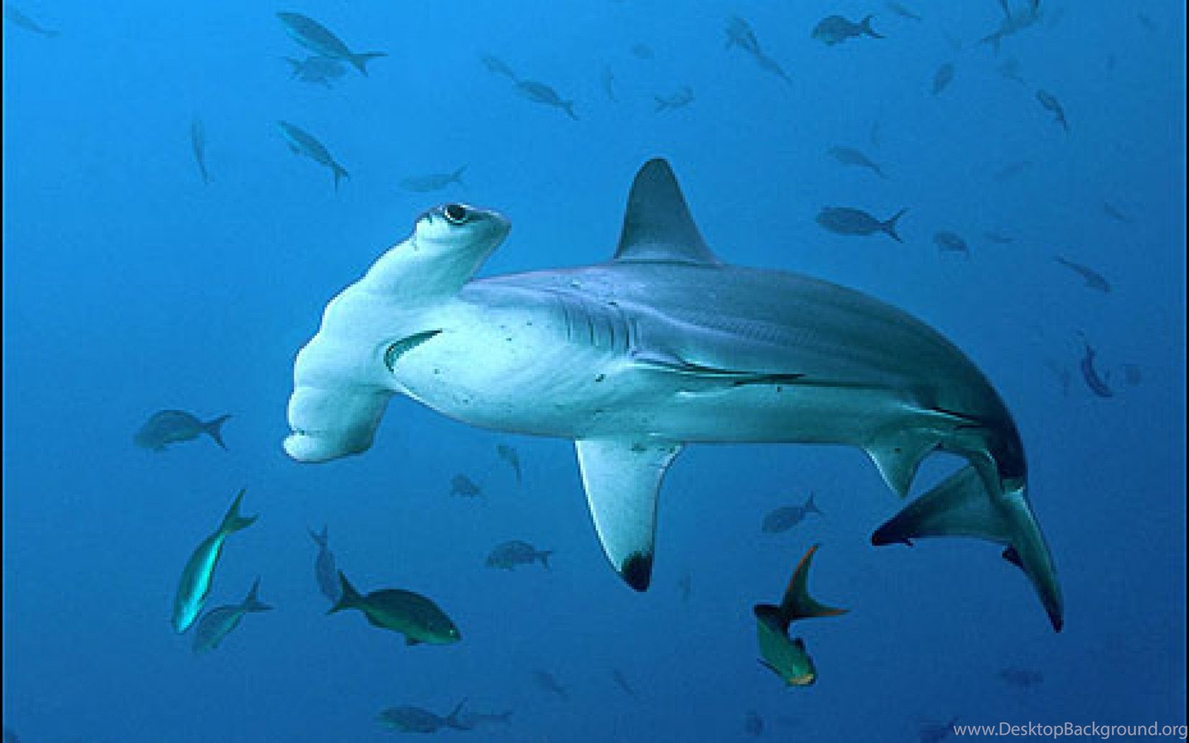 papier peint requin marteau,poisson,requin,sous marin,biologie marine,poisson cartilagineux