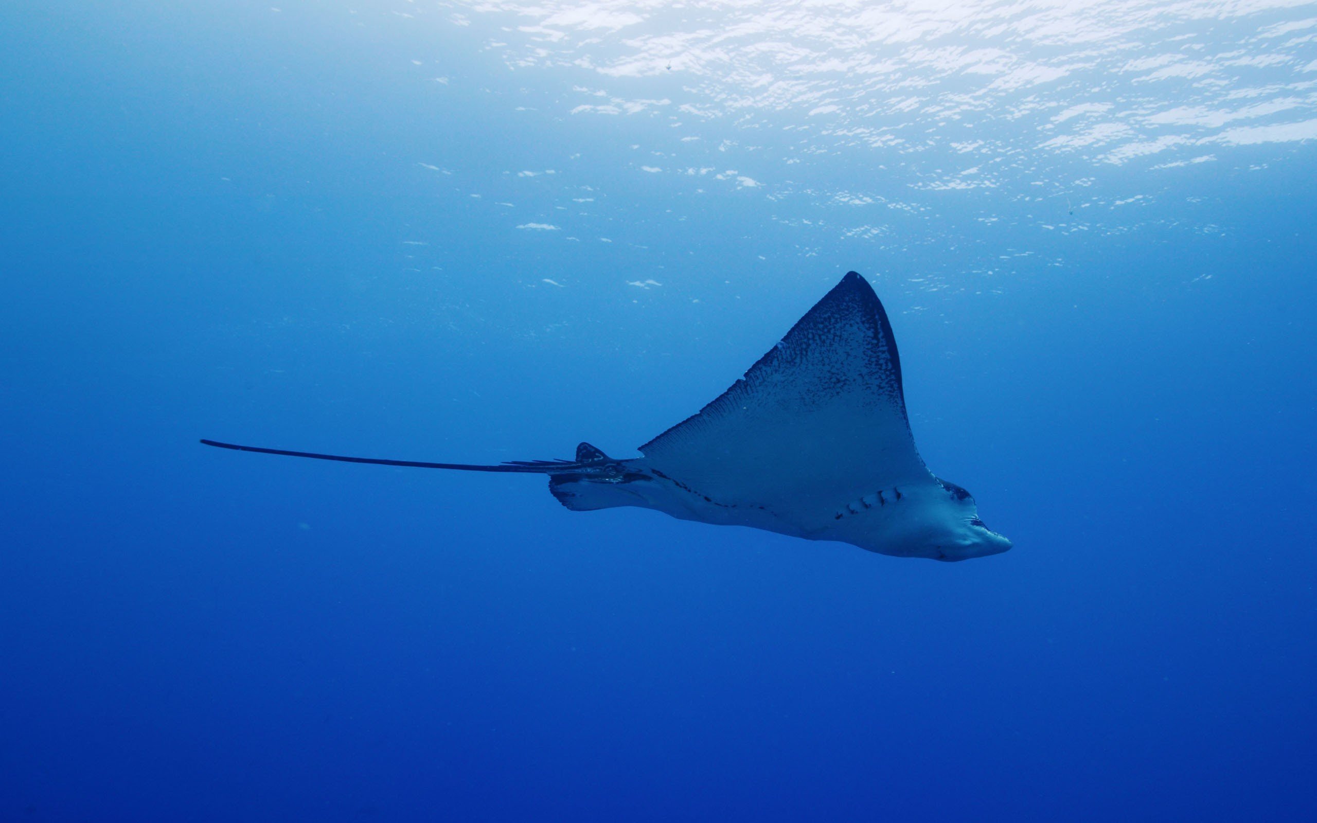 carta da parati stingray,manta,raggi e pattini,stingray,pesce,pattinare