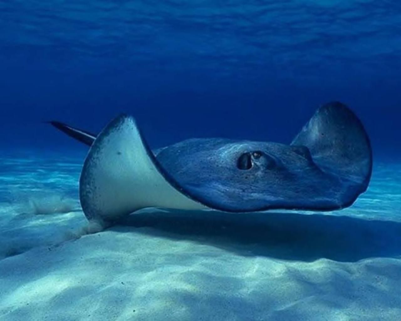 stachelrochen tapete,rochen und schlittschuhe,manta,meeresbiologie,stachelrochen,ozean