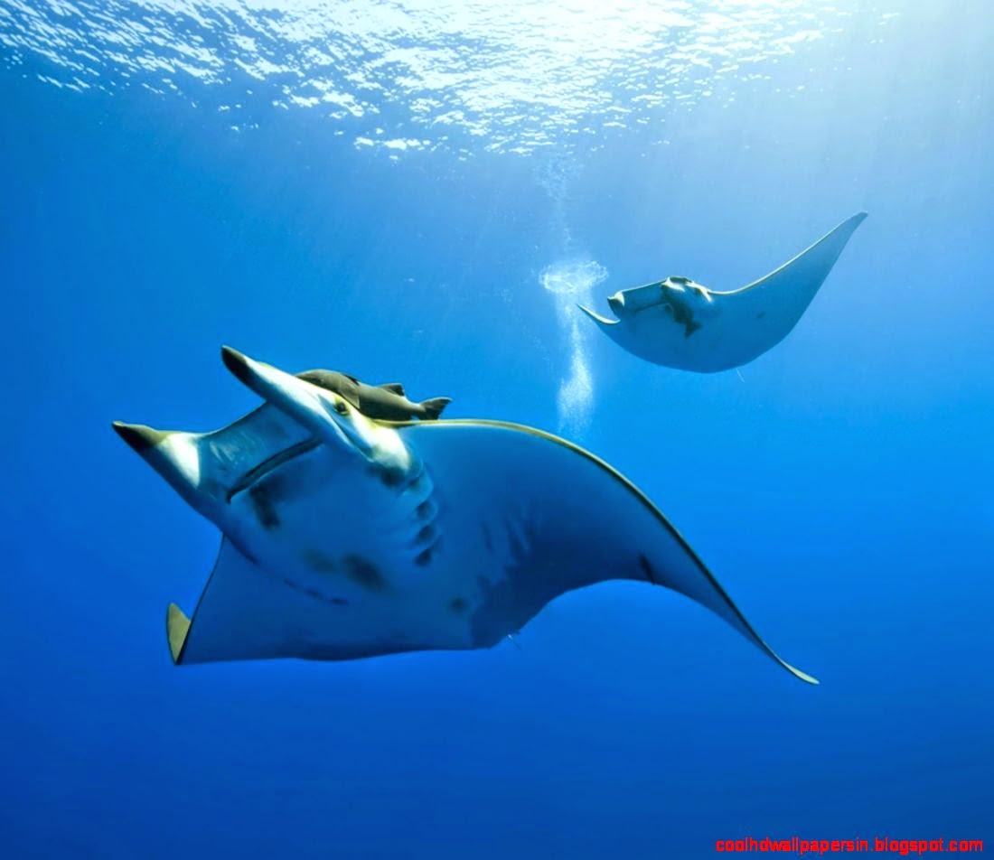 stingray wallpaper,manta ray,rays and skates,fish,stingray,fin