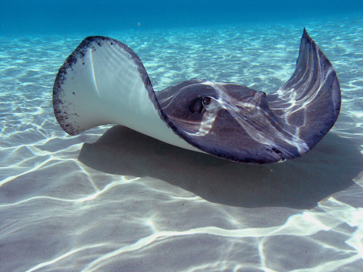 stachelrochen tapete,wasser,manta,meeressäugetier