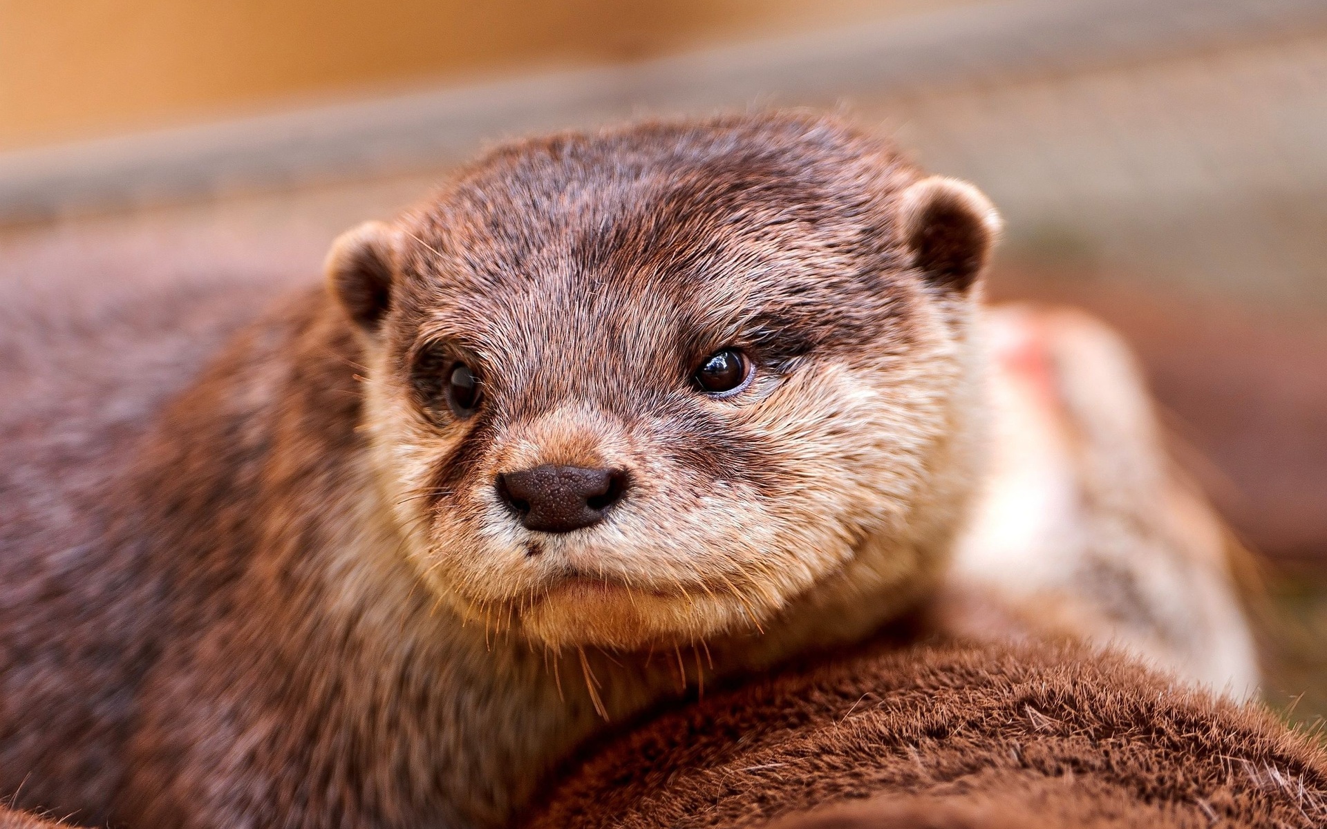 papier peint loutre,loutre,loutre de rivière nord américaine,animal terrestre,moustaches,loutre de mer