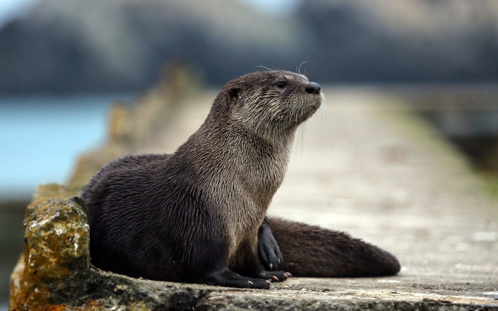 otter wallpaper,mammal,vertebrate,otter,north american river otter,fur seal