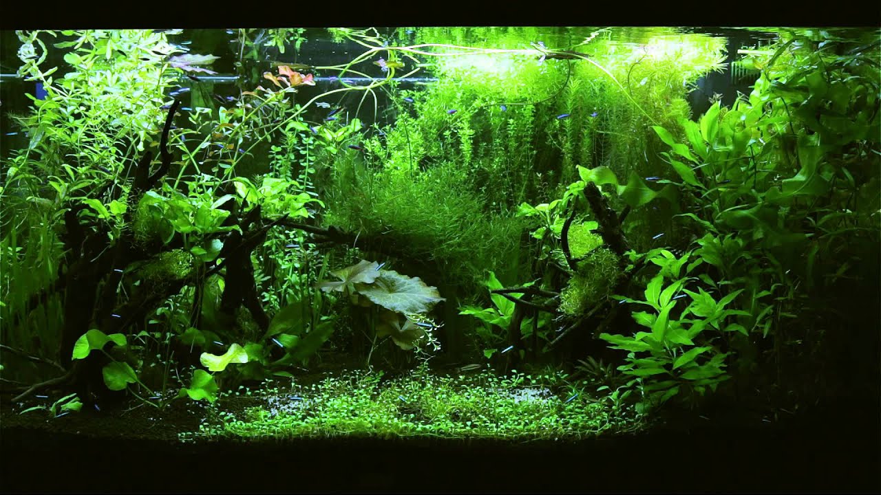 fond d'écran aquarium hd,la nature,aquarium d'eau douce,plante aquatique,vert,aquarium