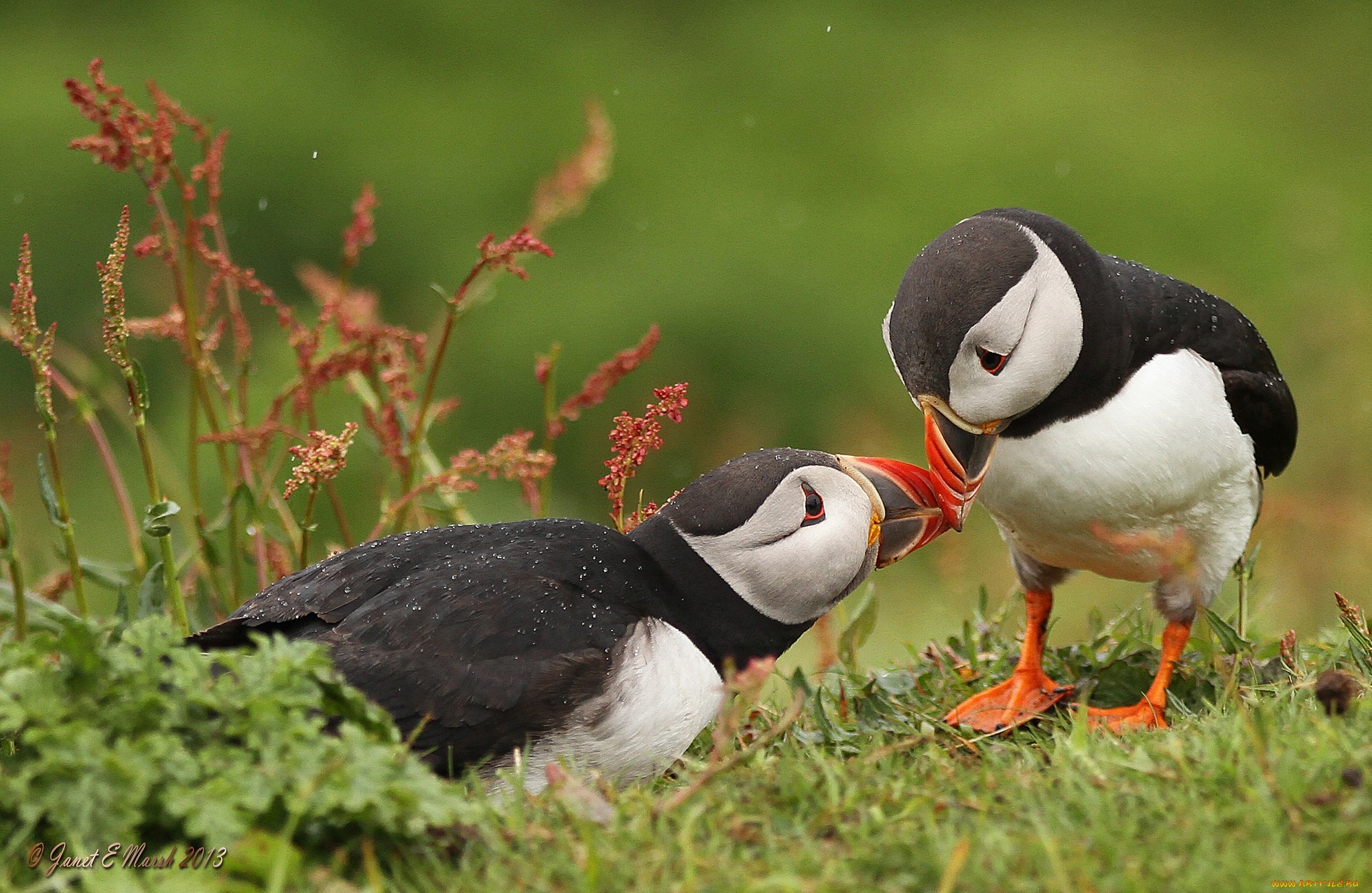 puffin wallpaper,bird,puffin,vertebrate,atlantic puffin,beak