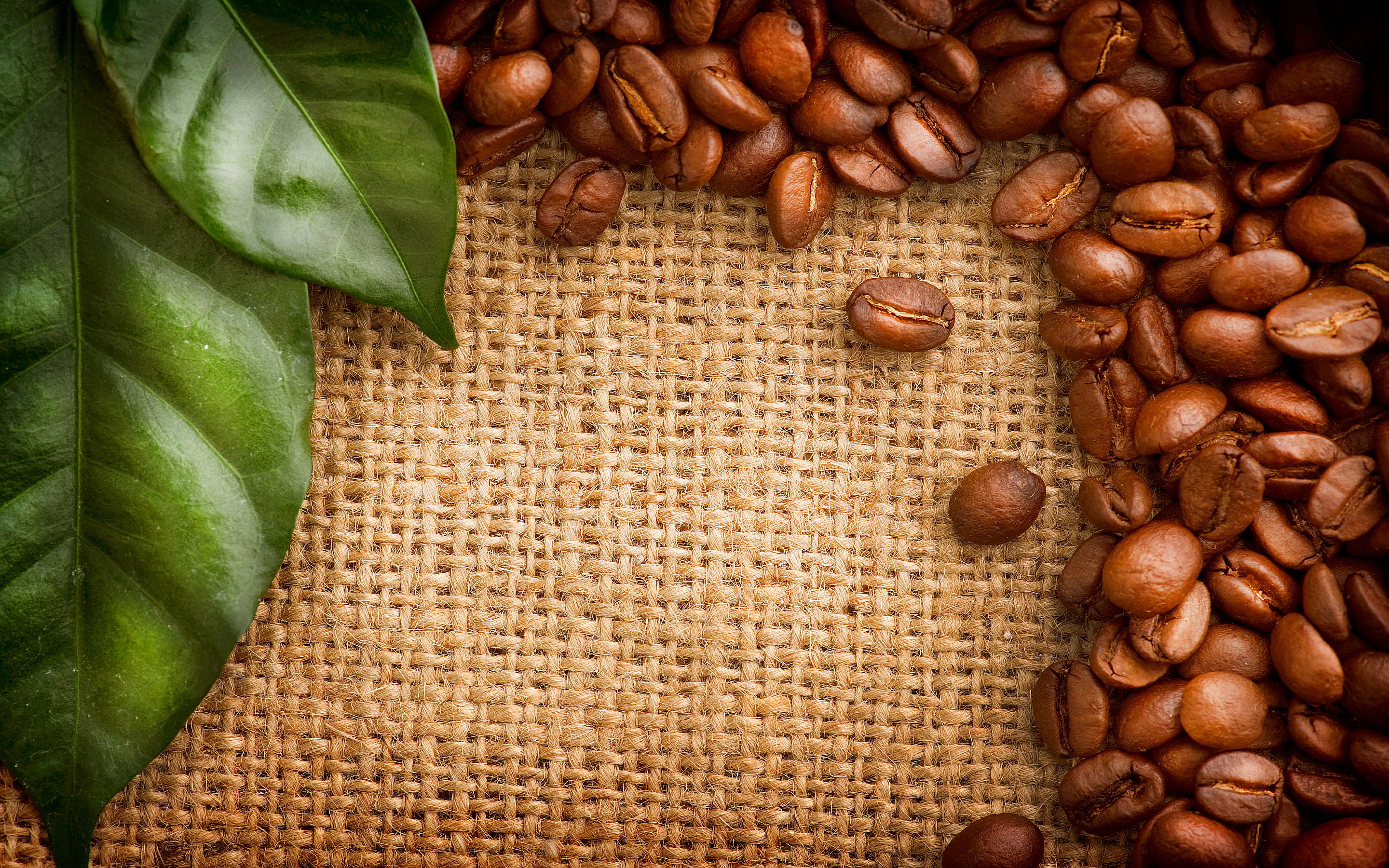 bean wallpaper,natural foods,jamaican blue mountain coffee,kona coffee,single origin coffee,plant