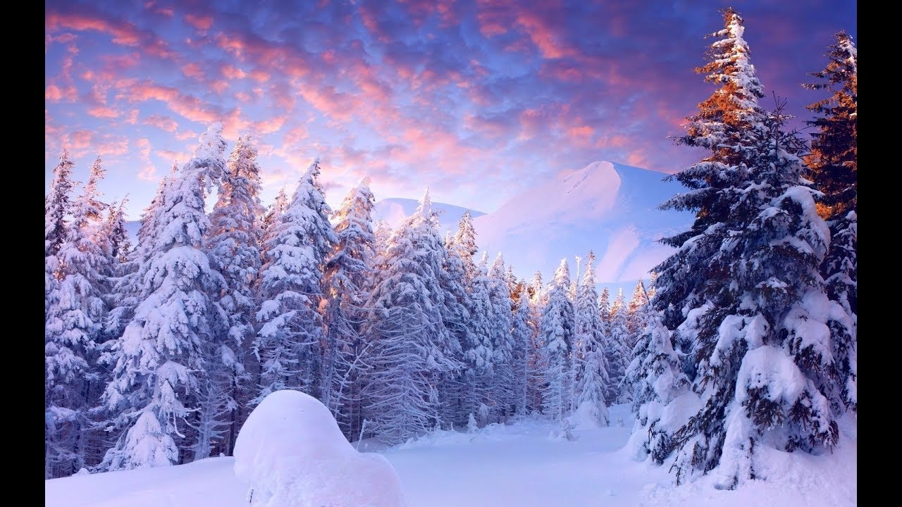 carta da parati invernale 4k,inverno,neve,abete rosso nero a foglia corta,natura,albero