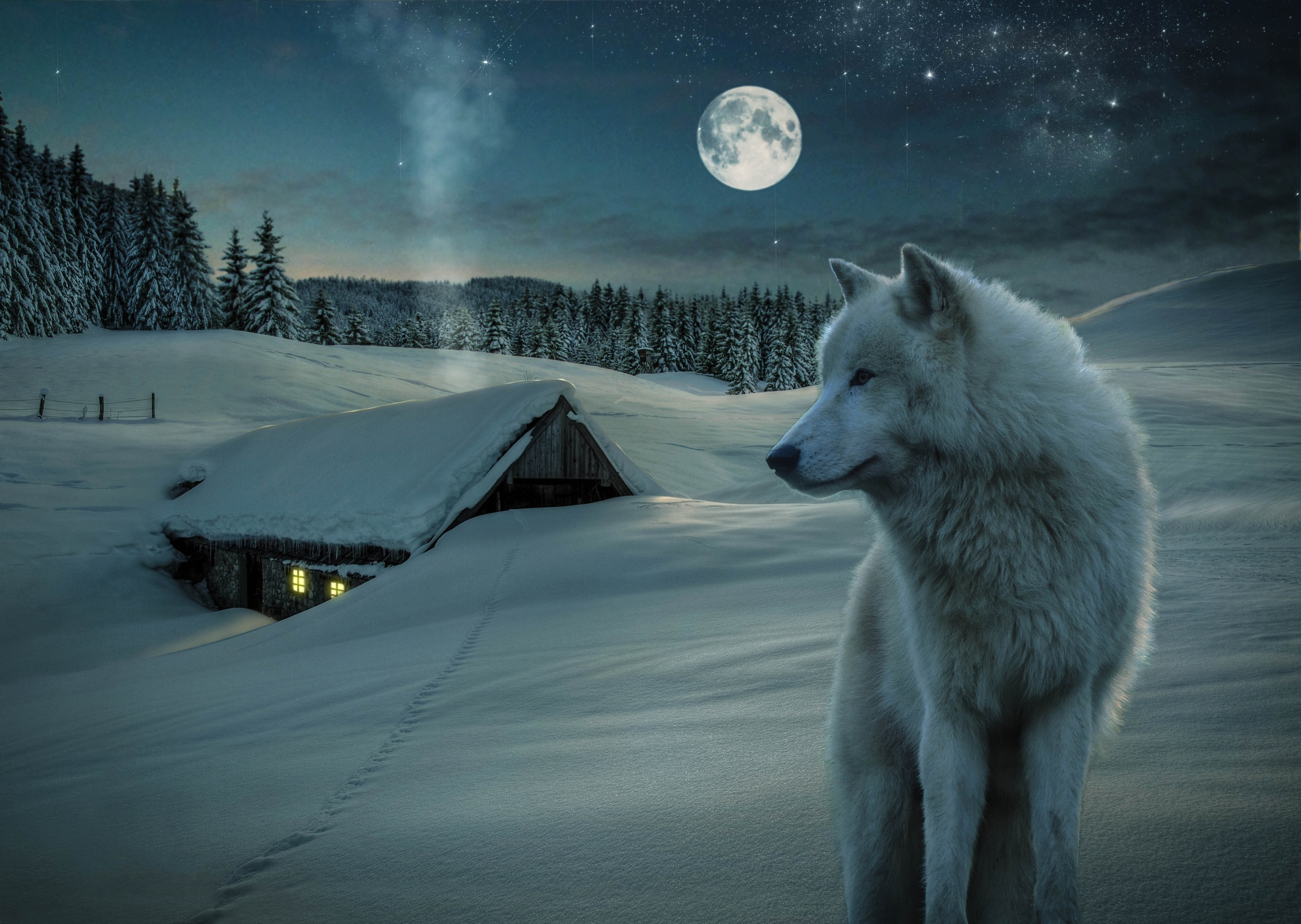 nachtwolf tapete,wolf,natur,canis lupus tundrarum,himmel,mondlicht