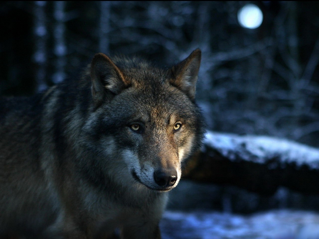 밤 늑대 벽지,늑대,야생 동물,큰 개자리 루푸스 툰드라 룸,붉은 늑대,주둥이