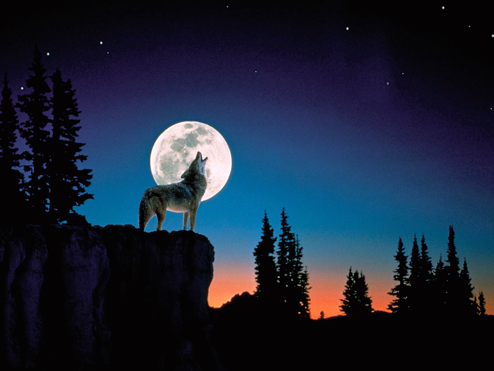 night wolf wallpaper,sky,nature,moon,light,moonlight