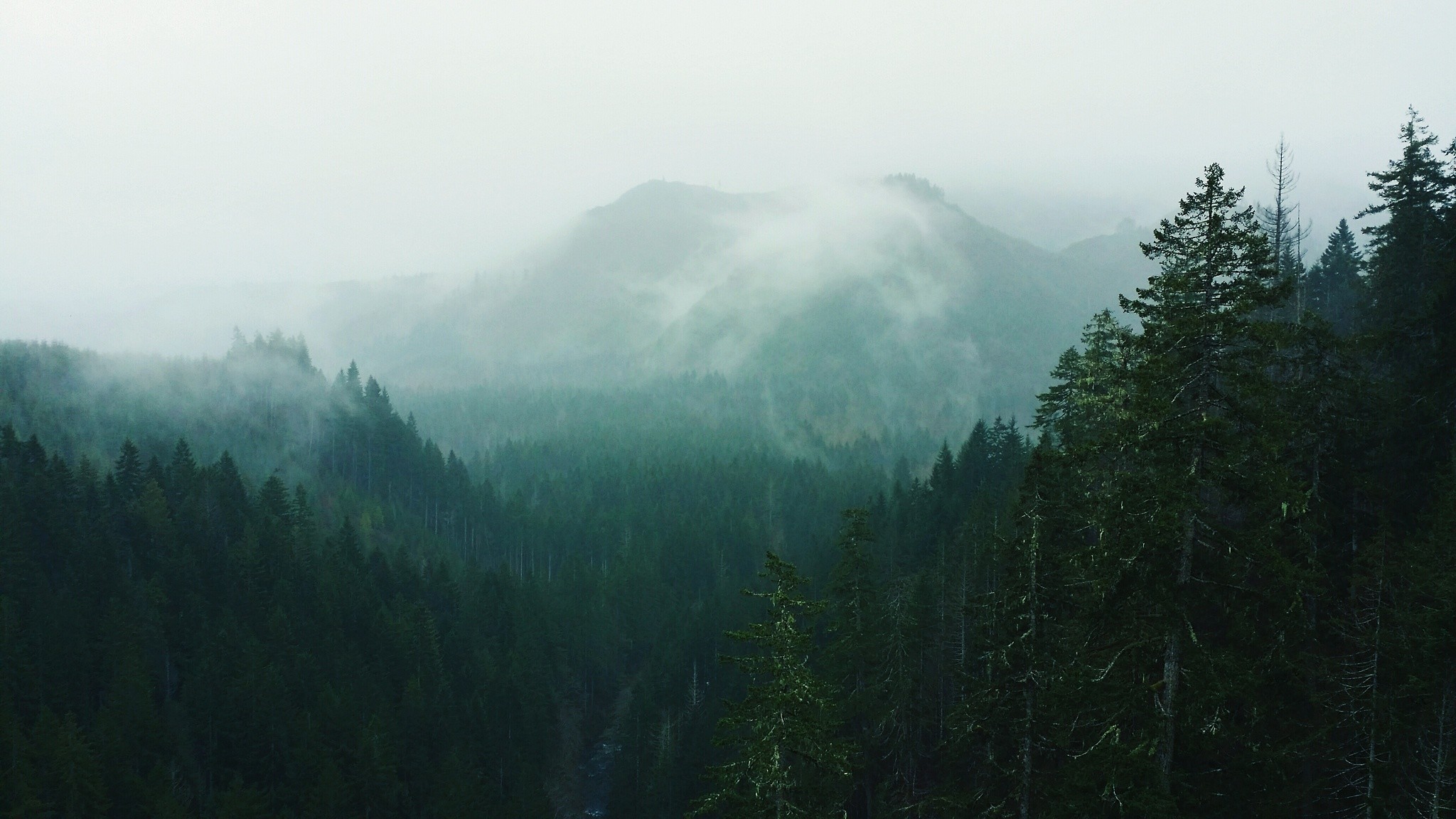 sfondo pacifico nord ovest,nebbia,stazione di collina,natura,montagna,nebbia