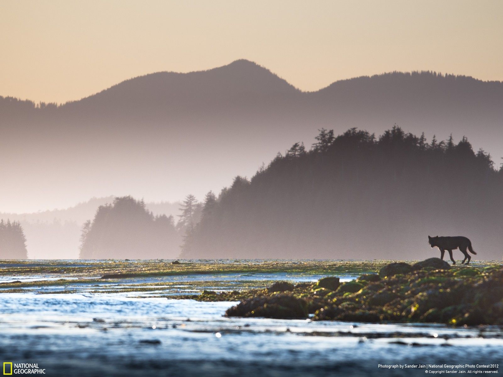 pacific northwest wallpaper,nature,atmospheric phenomenon,sky,natural landscape,morning