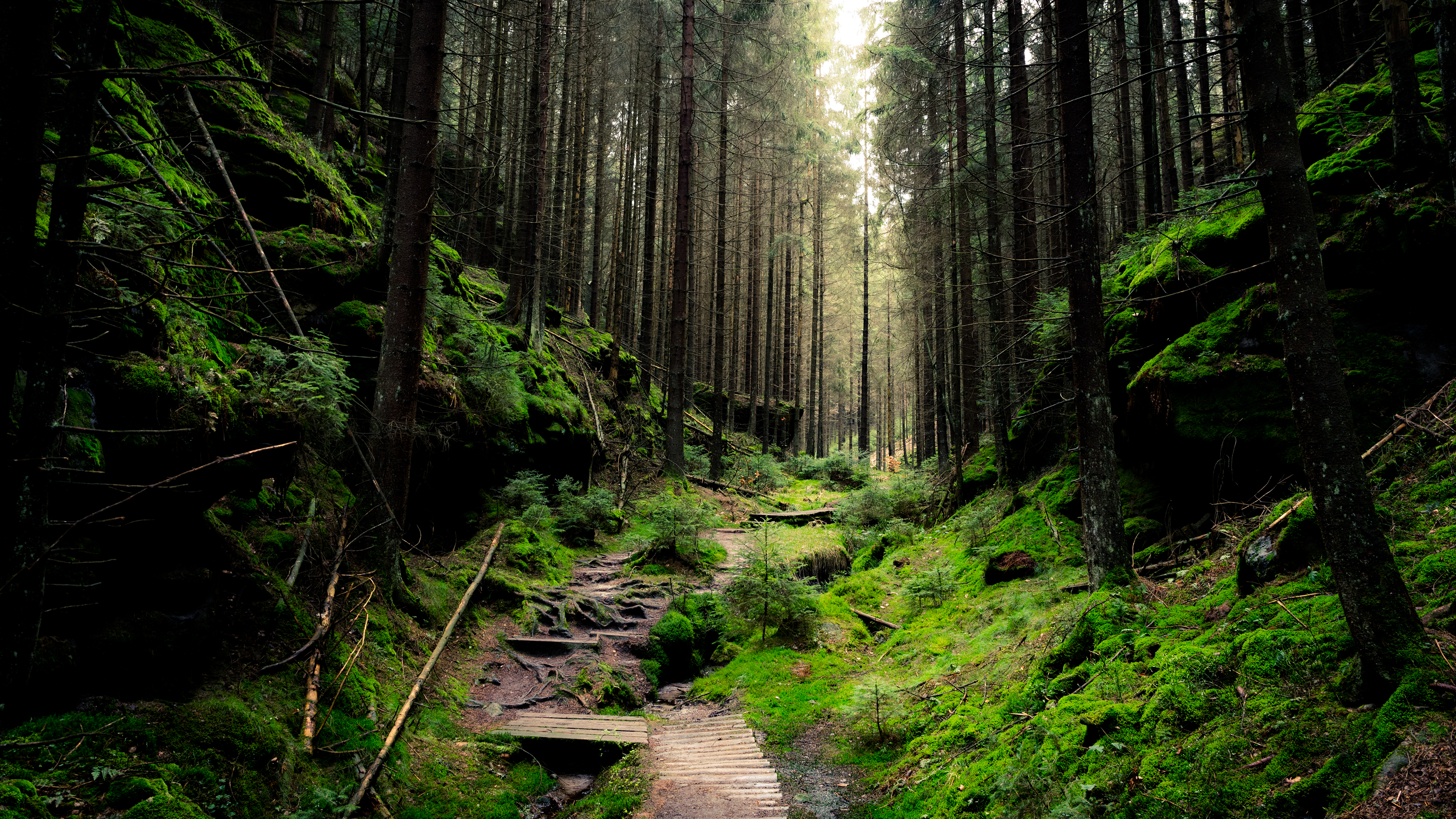 4k waldtapete,wald,natur,natürliche landschaft,alter wald,baum