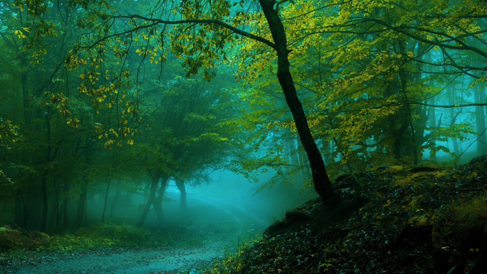 fond d'écran de forêt 4k,paysage naturel,la nature,vert,arbre,forêt