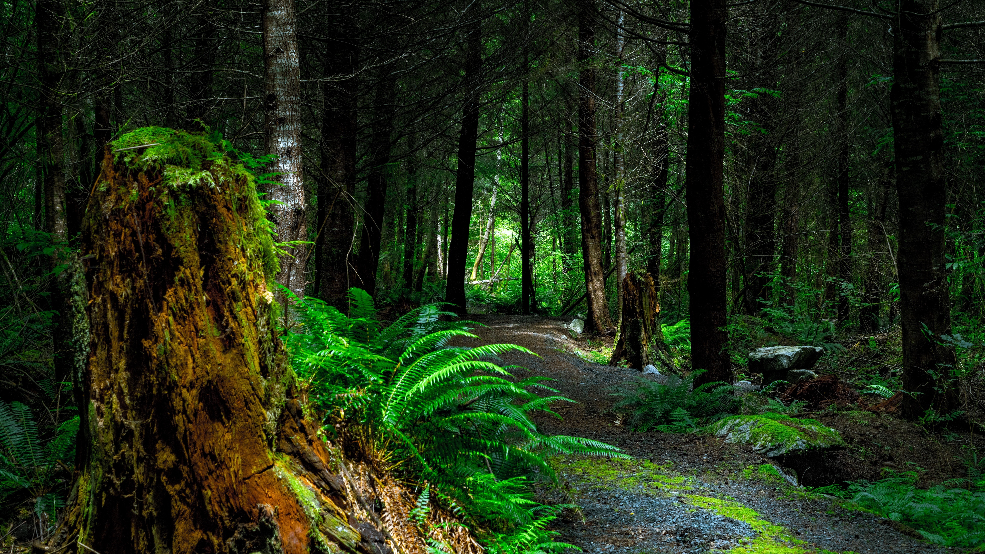 4k waldtapete,wald,natur,baum,alter wald,natürliche landschaft