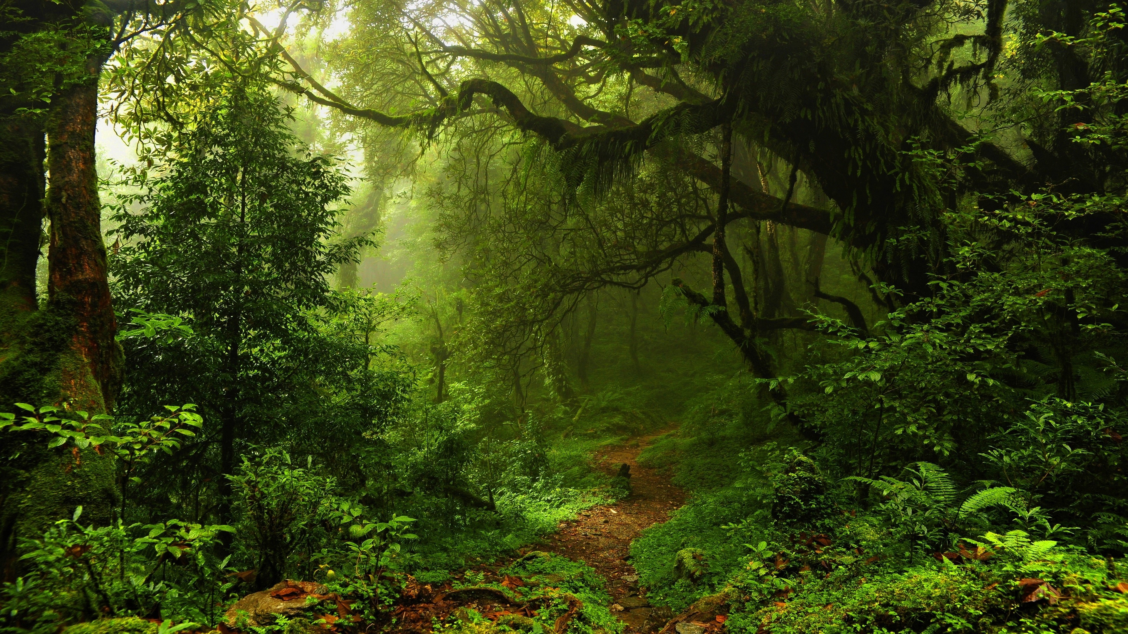 sfondo foresta 4k,foresta,paesaggio naturale,natura,vecchia foresta di crescita,giungla