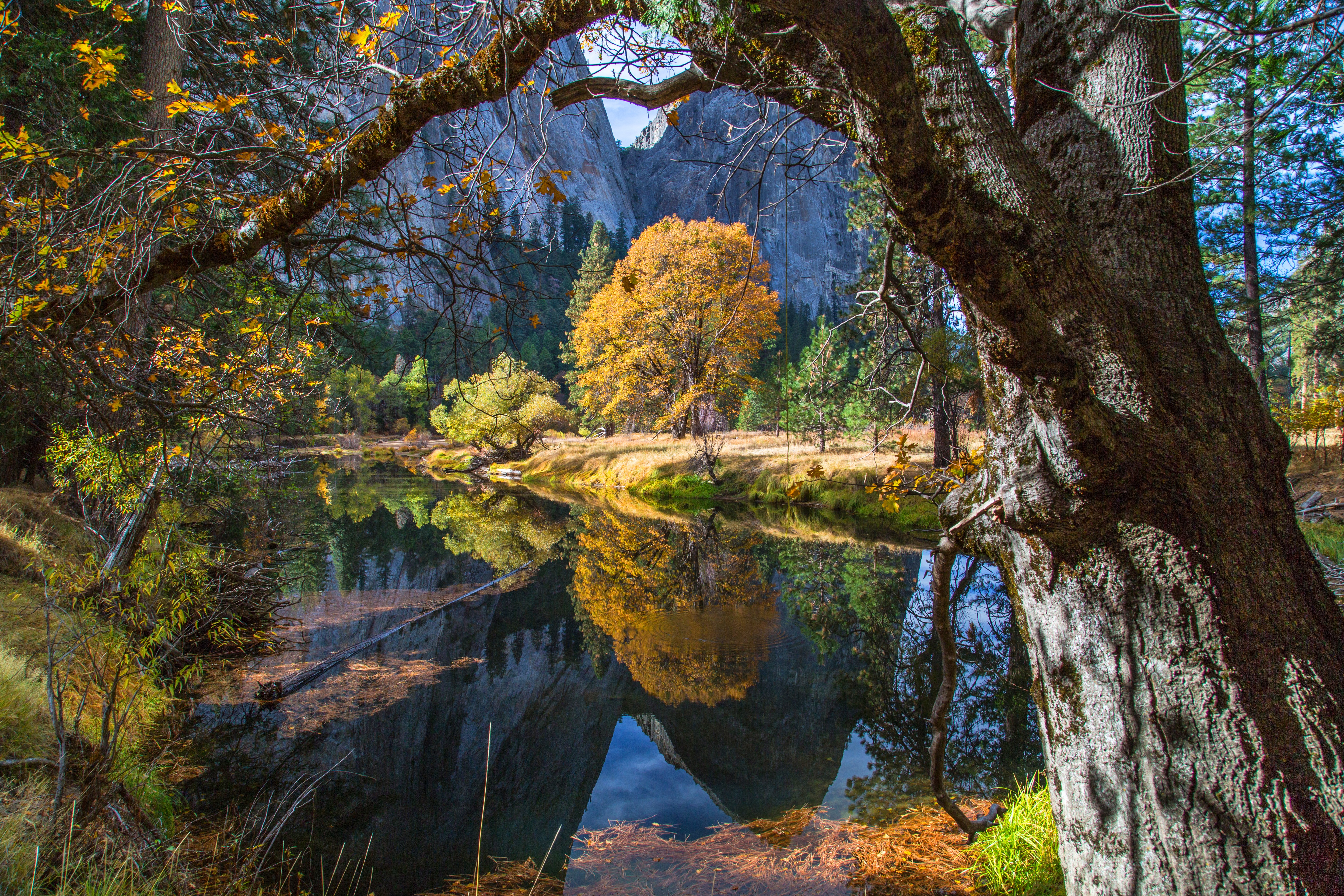 fondo de pantalla de bosque 4k,reflexión,paisaje natural,naturaleza,árbol,agua
