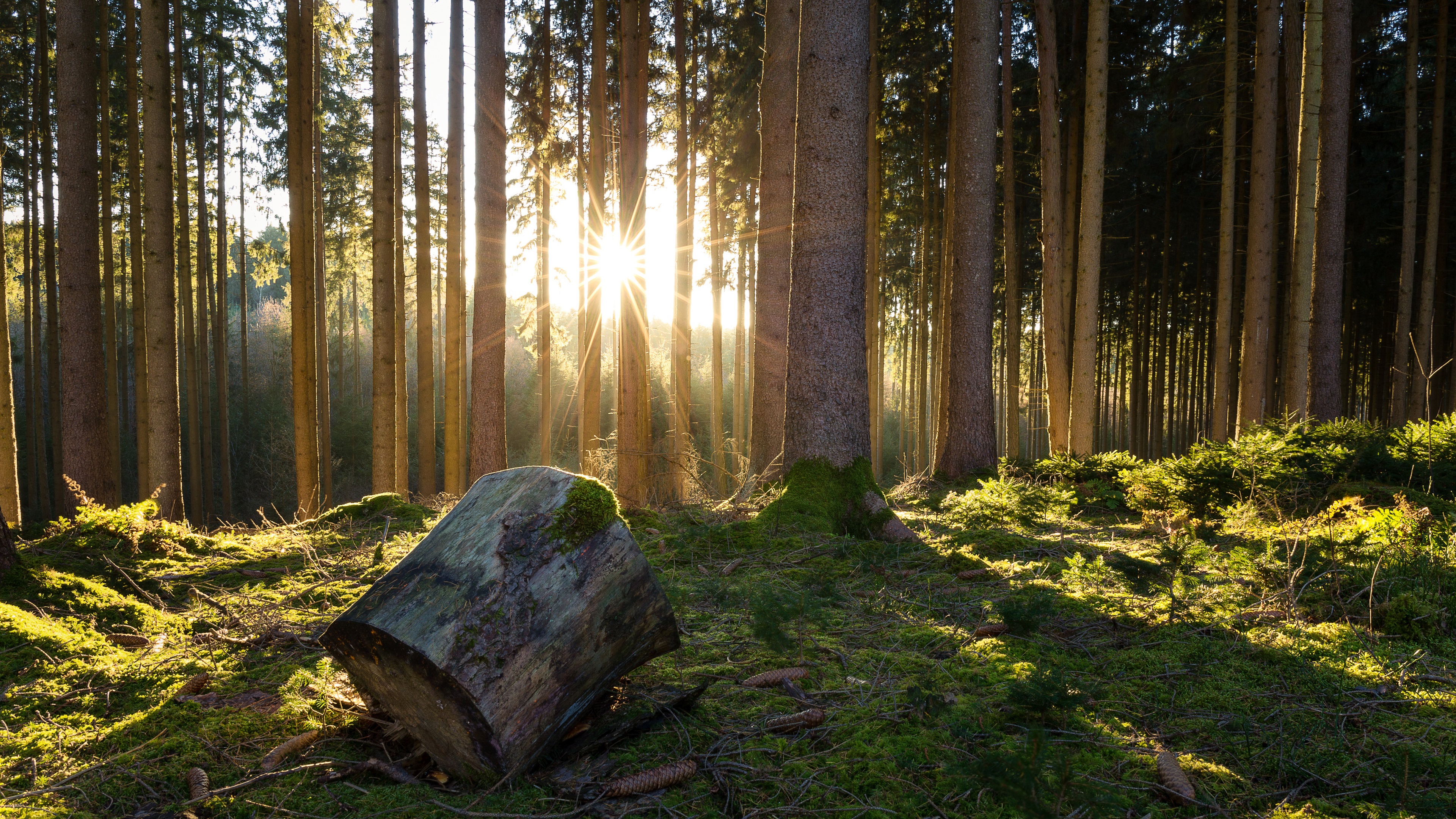 fond d'écran de forêt 4k,arbre,forêt,paysage naturel,la nature,des bois