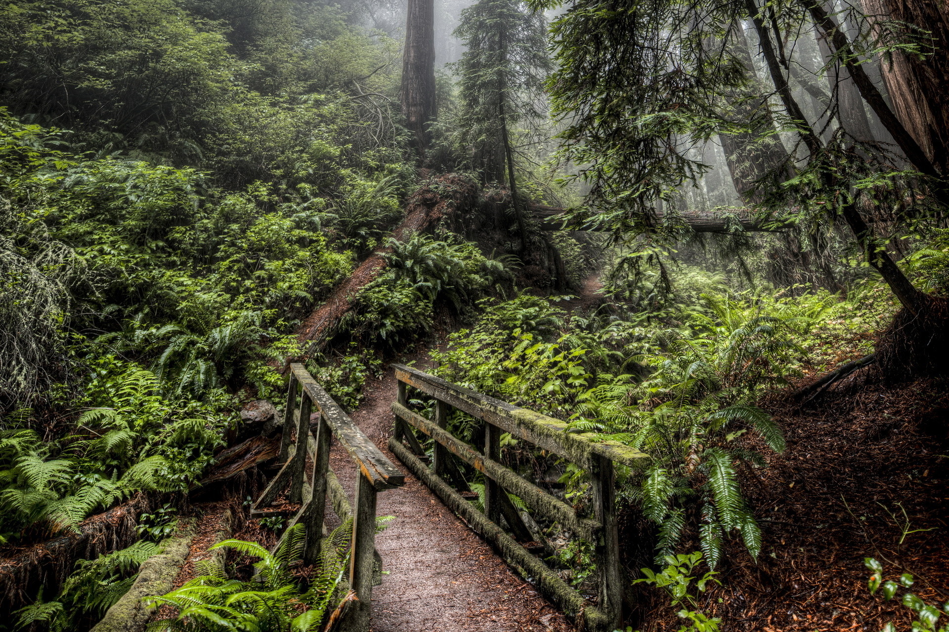 4k waldtapete,natürliche landschaft,natur,wald,alter wald,urwald