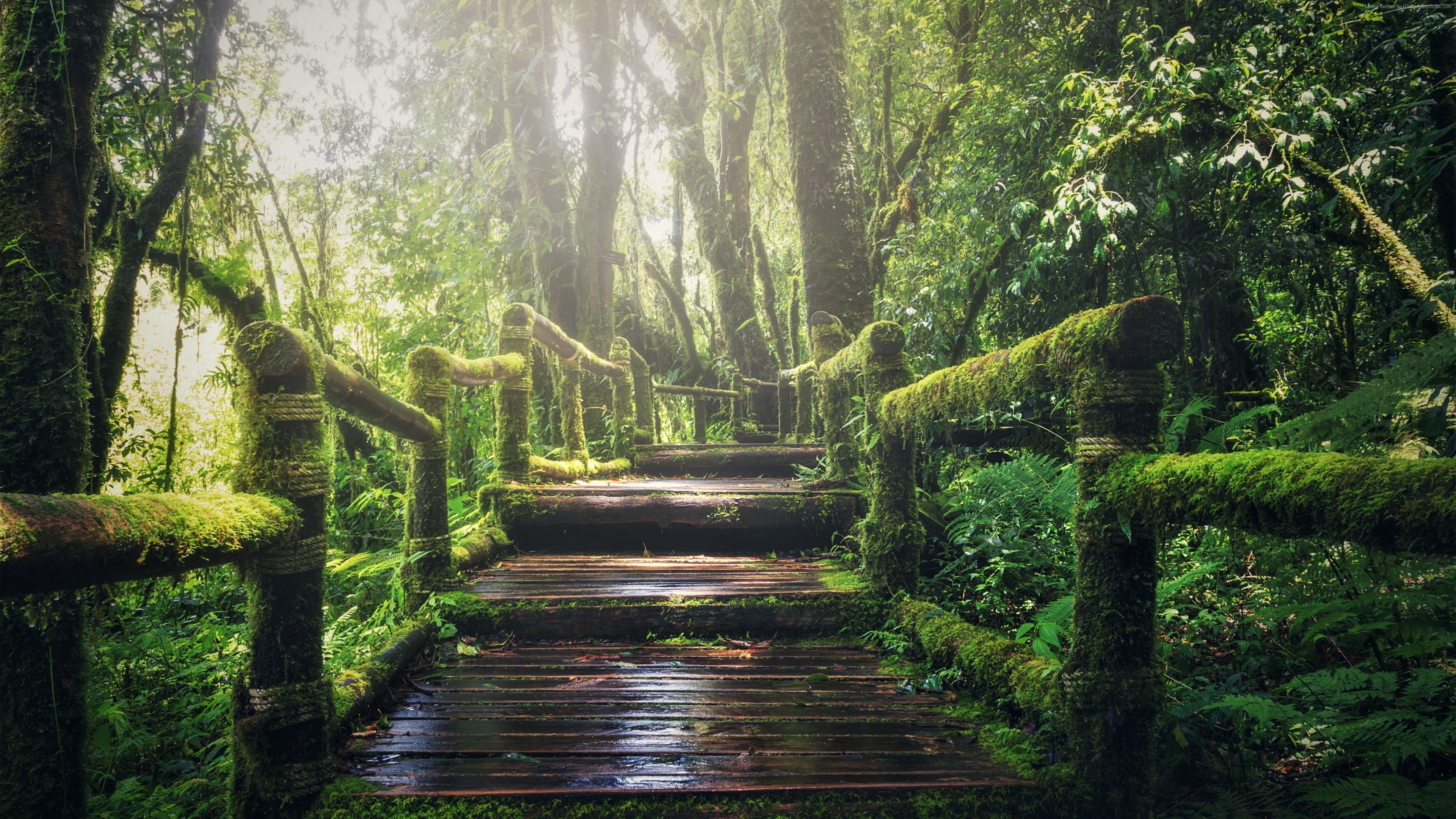 fondo de pantalla de bosque 4k,paisaje natural,naturaleza,árbol,bosque,bosque de crecimiento antiguo