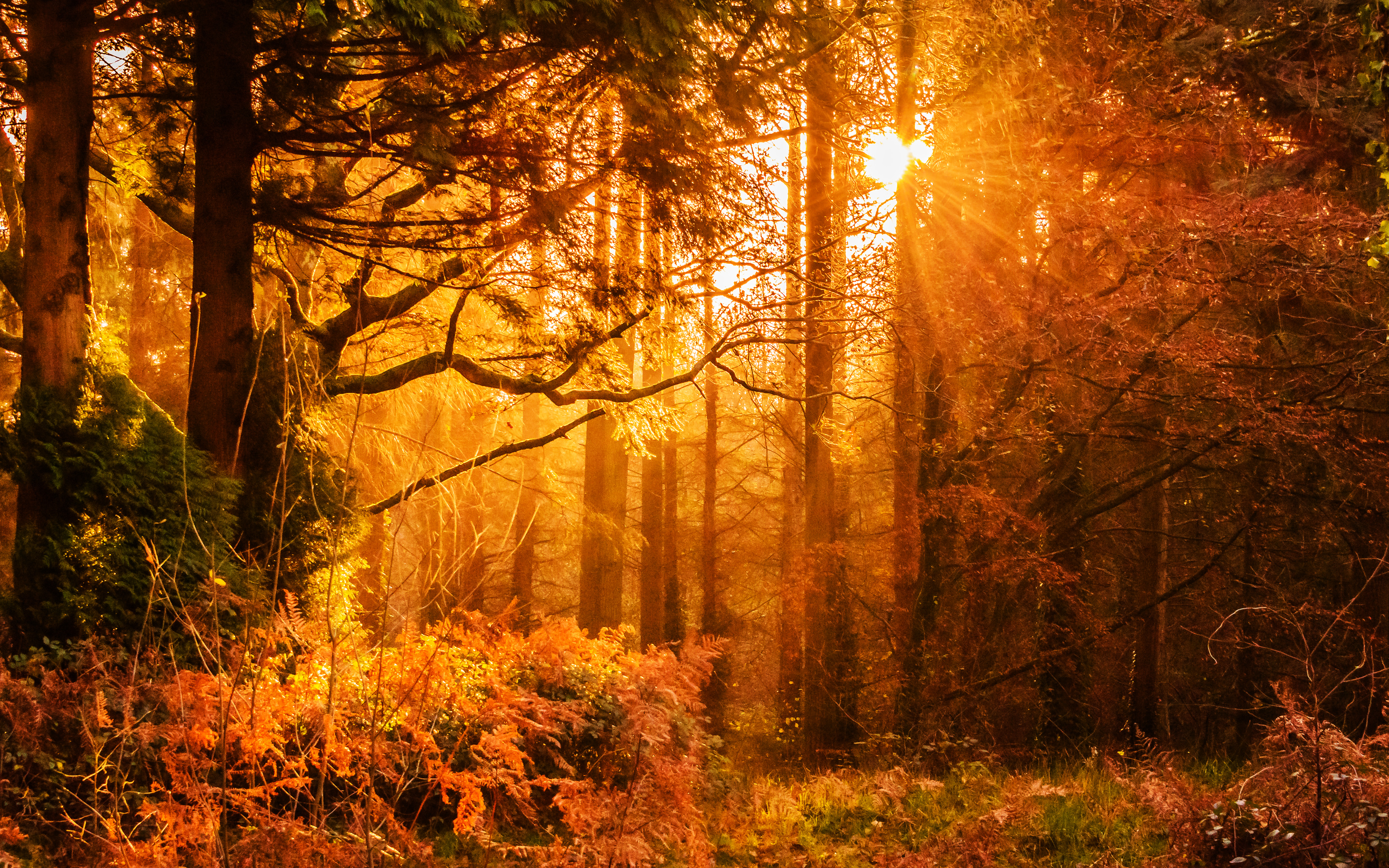 fondo de pantalla de bosque 4k,paisaje natural,naturaleza,bosque,árbol,luz del sol