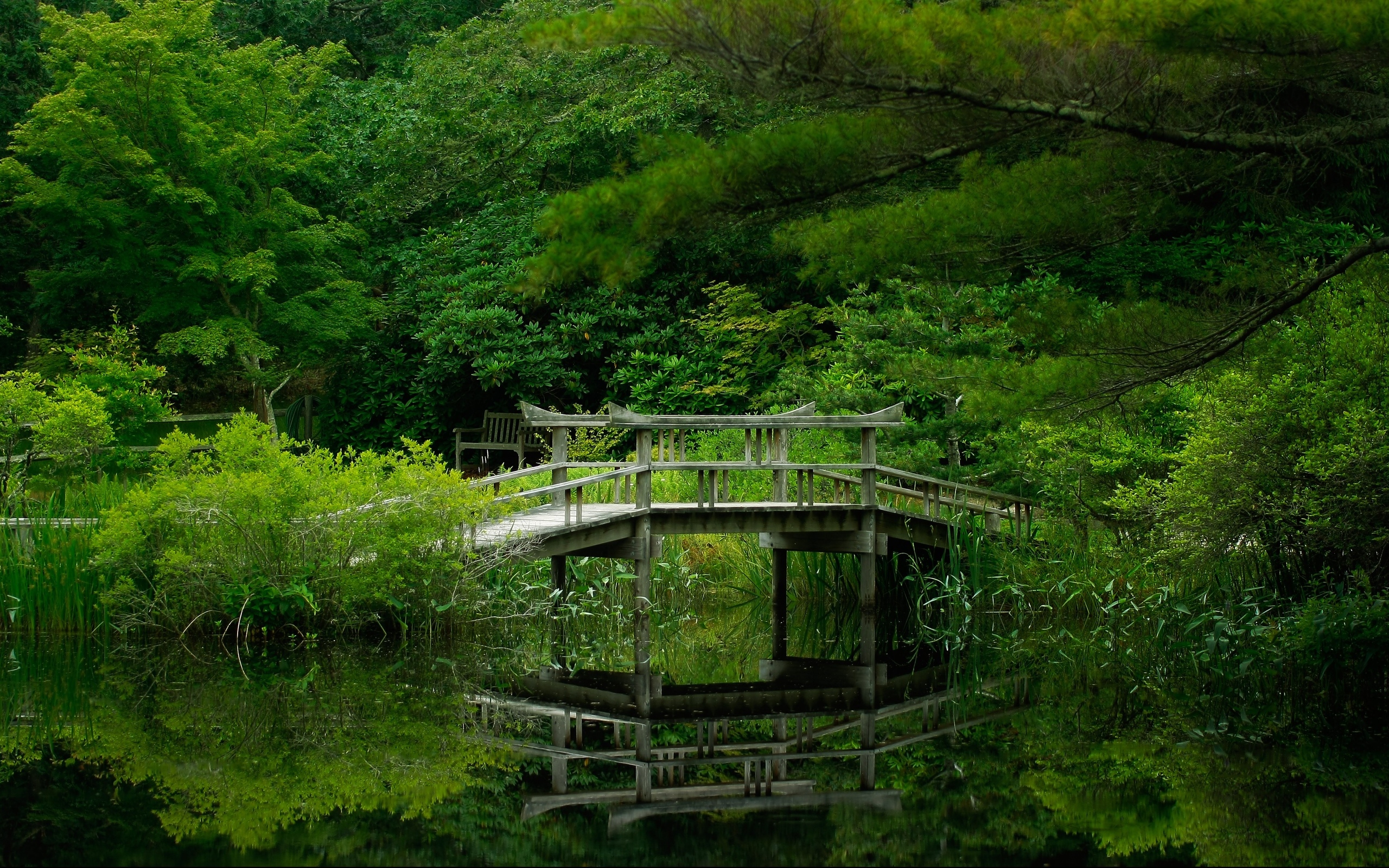 4k forest wallpaper,nature,natural landscape,green,vegetation,nature reserve