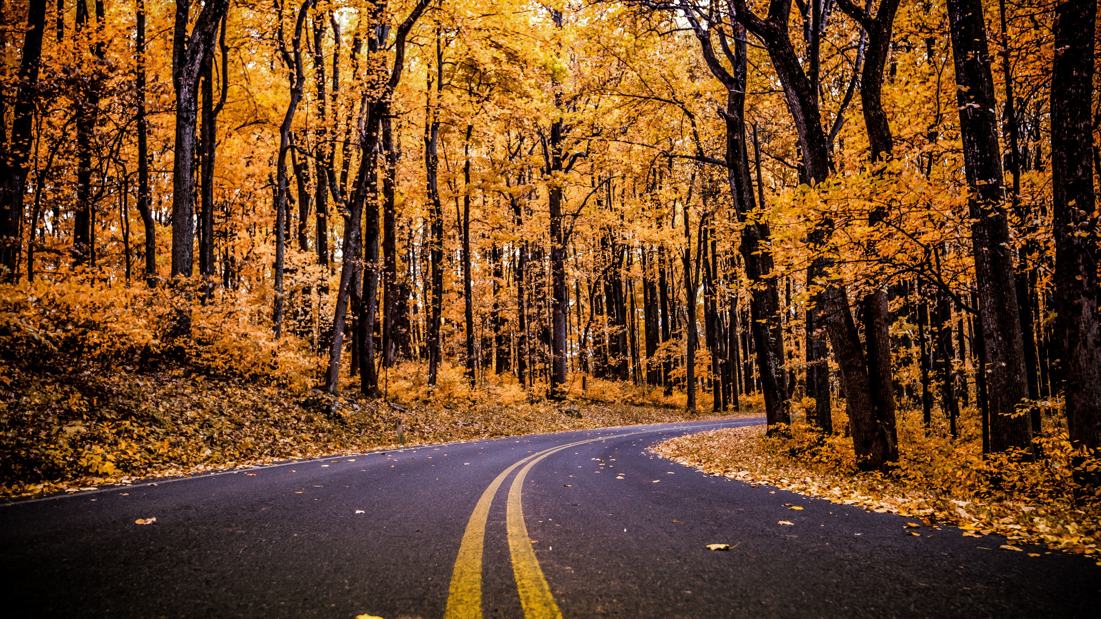 fondo de pantalla de bosque 4k,árbol,paisaje natural,la carretera,naturaleza,hoja