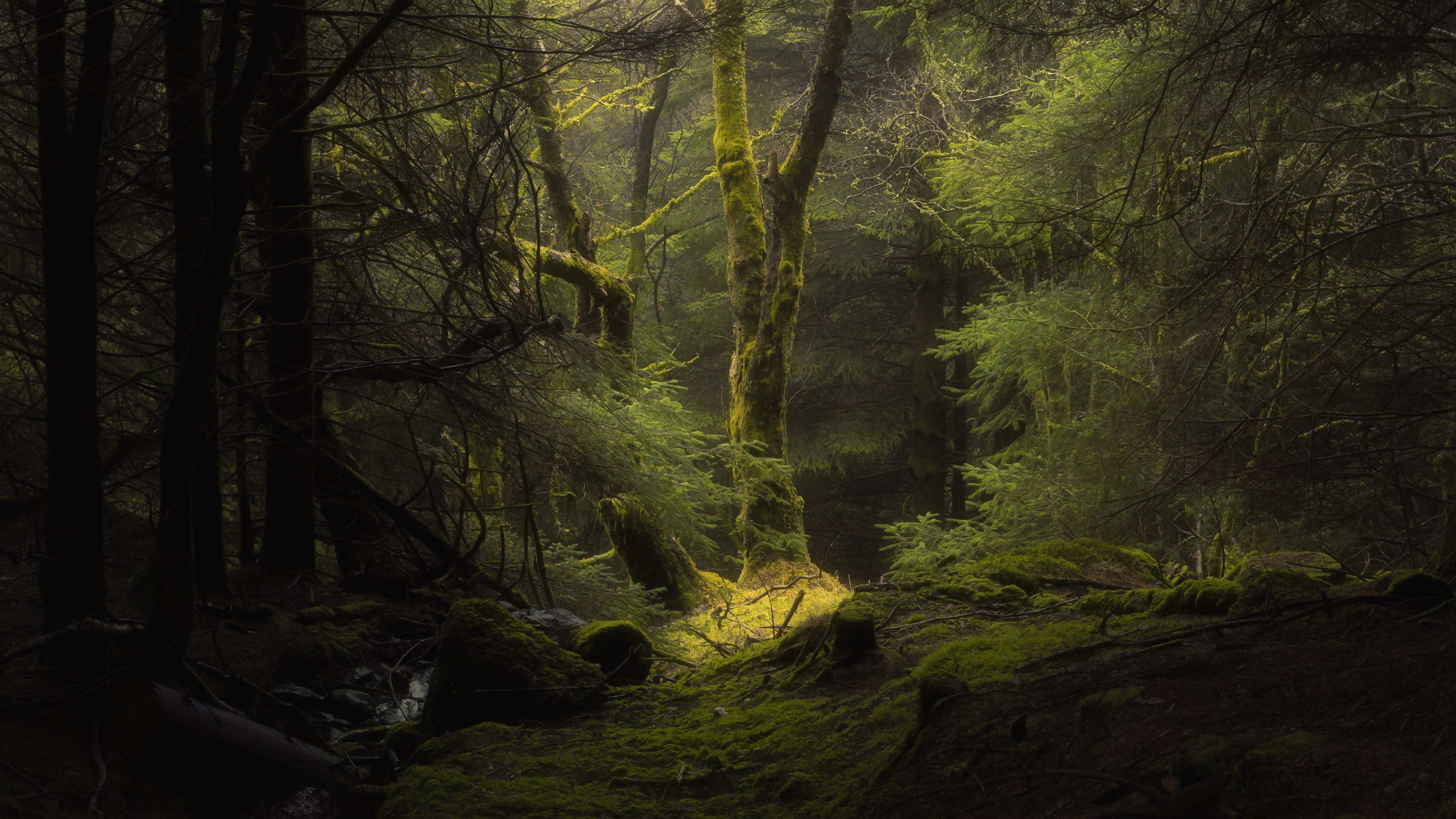 4k forest wallpaper,nature,natural landscape,forest,natural environment,old growth forest