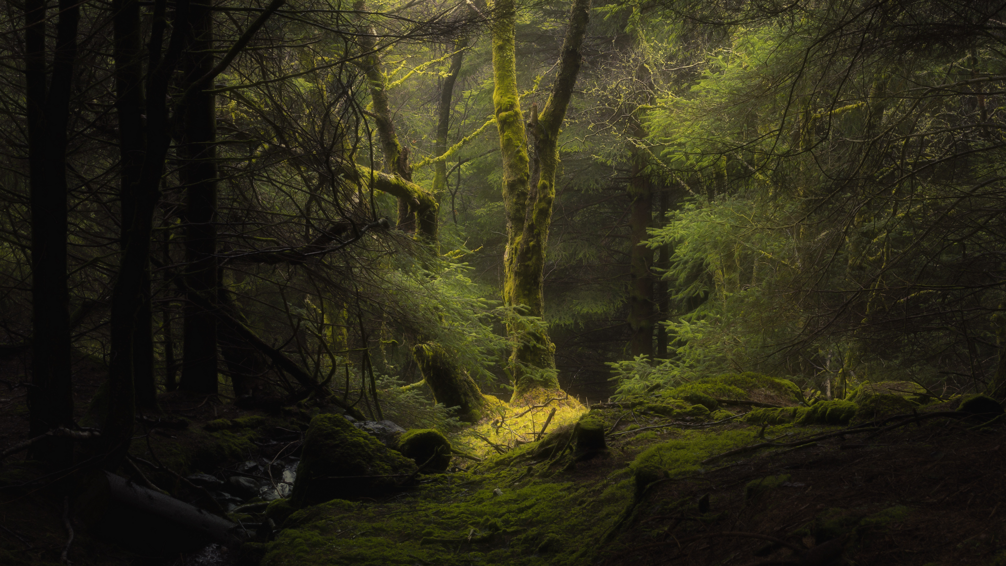 4k waldtapete,natur,natürliche landschaft,wald,alter wald,grün