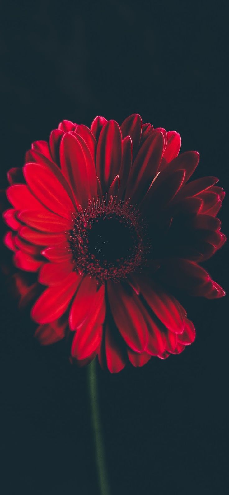 all red wallpaper,flower,flowering plant,barberton daisy,petal,gerbera