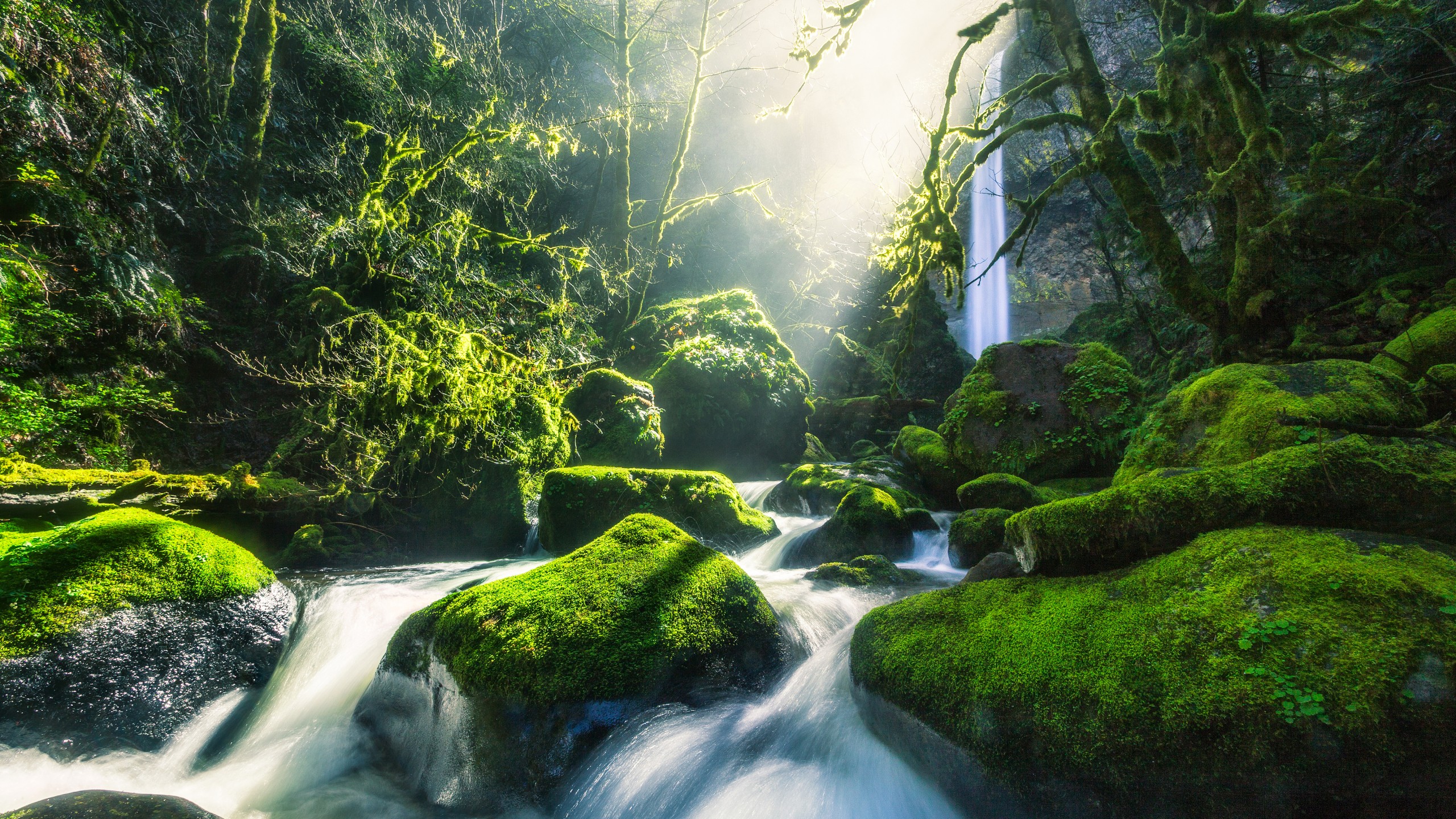 sfondo foresta 4k,paesaggio naturale,natura,risorse idriche,corpo d'acqua,alveo