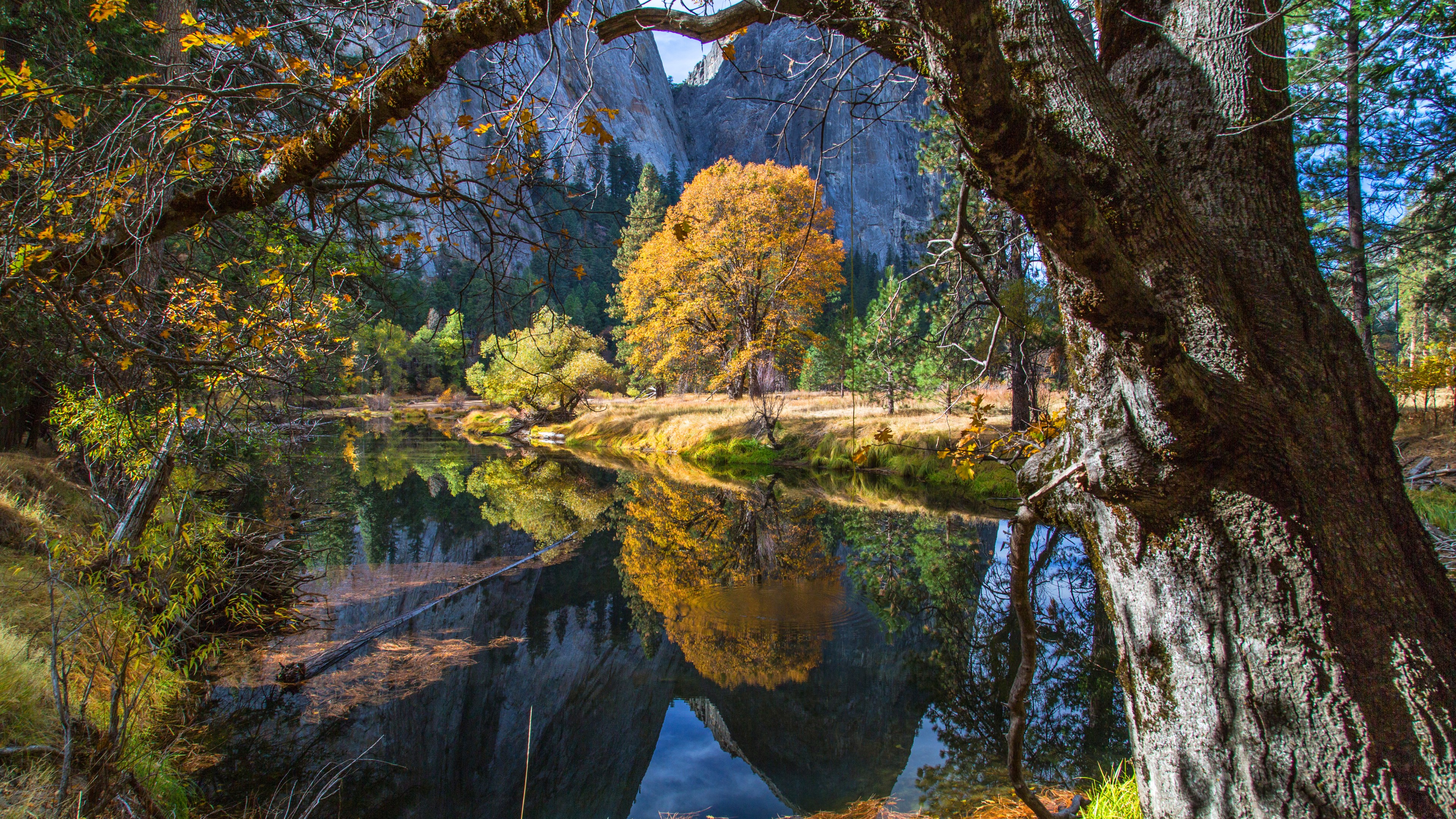 sfondo foresta 4k,riflessione,natura,paesaggio naturale,albero,acqua