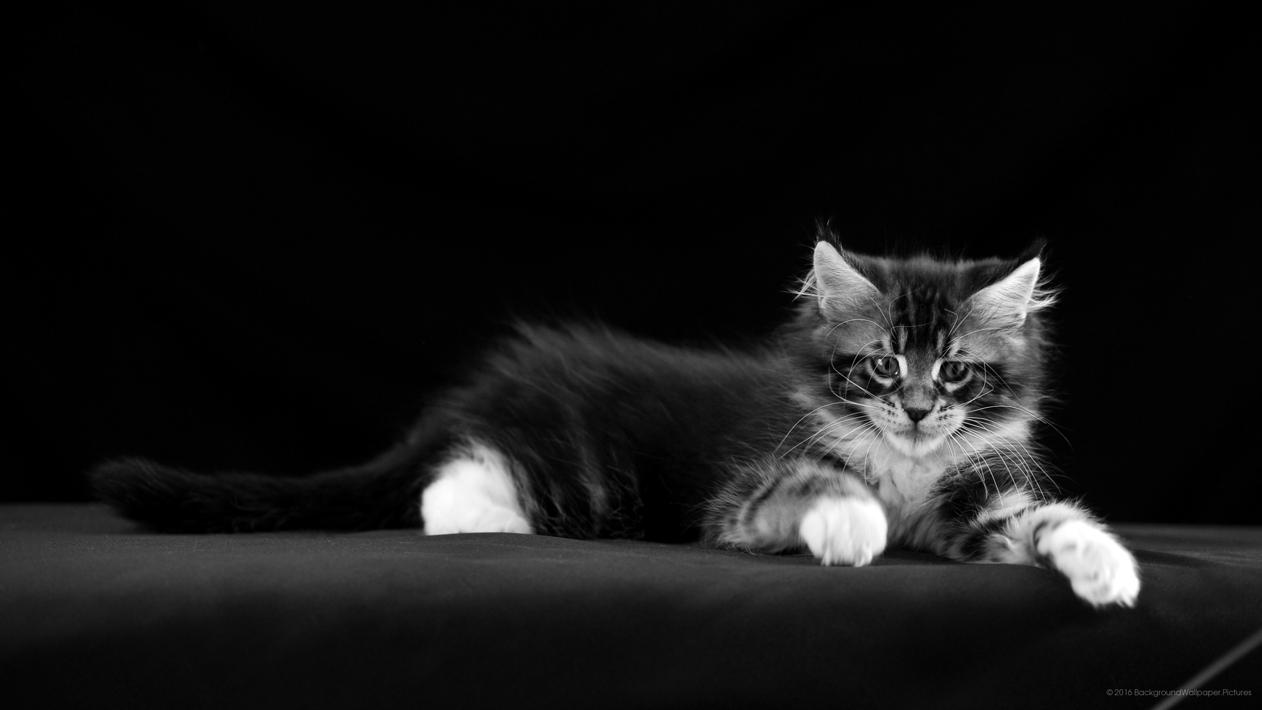 mejor fondo de pantalla,gato,gatos pequeños a medianos,bigotes,felidae,en blanco y negro