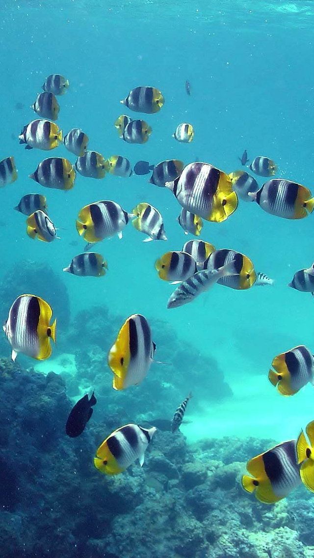 fondo de pantalla 3d para iphone 5s,pomacentridae,biología marina,pez,peces de arrecife de coral,pez