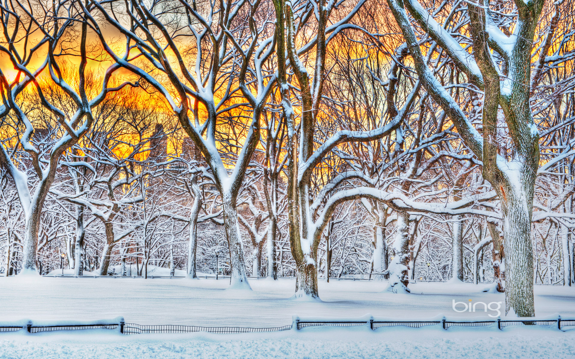 carta da parati del 25 dicembre,neve,albero,inverno,congelamento,paesaggio naturale