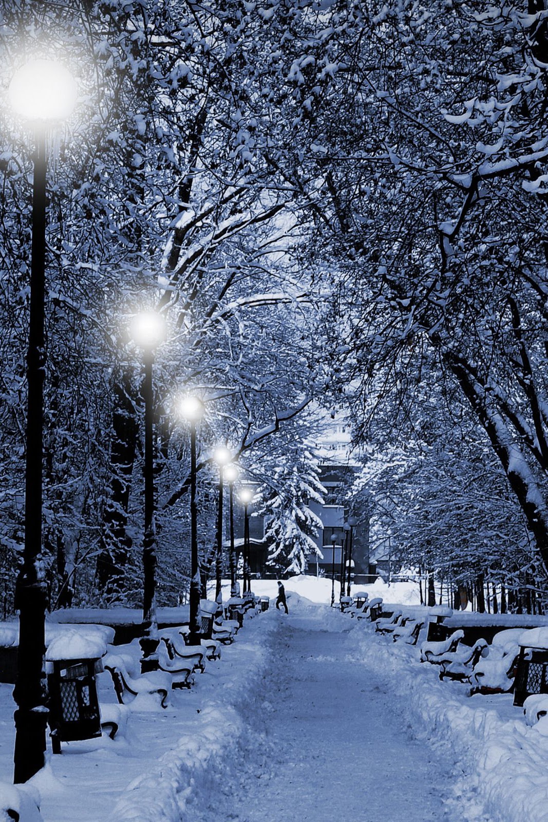 겨울 크리스마스 벽지,눈,겨울,자연,하늘,나무