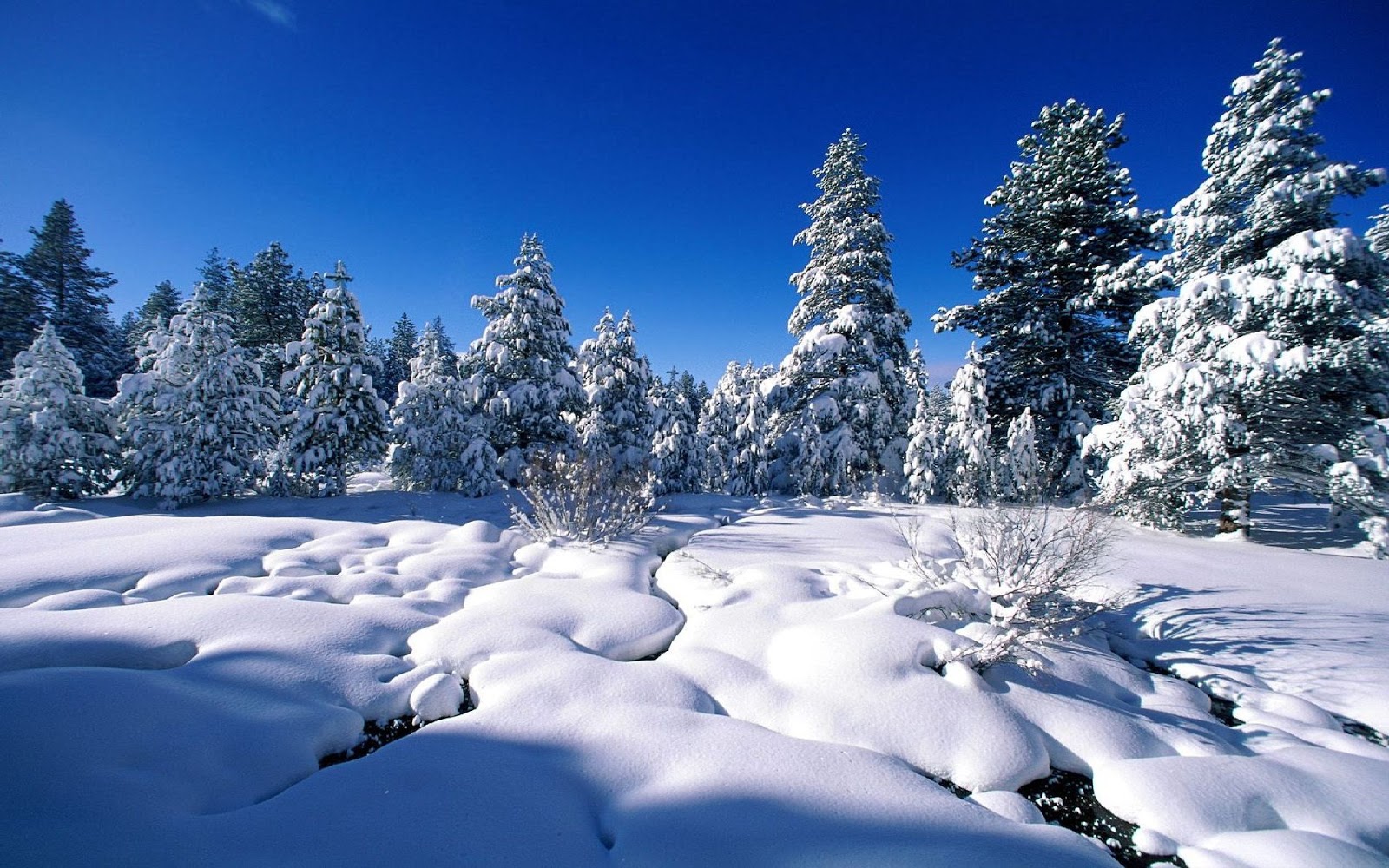 冬のクリスマスの壁紙,雪,冬,自然,自然の風景,木