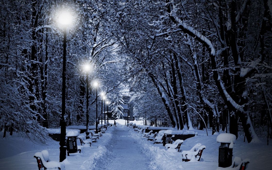 겨울 크리스마스 벽지,눈,겨울,자연,동결,나무