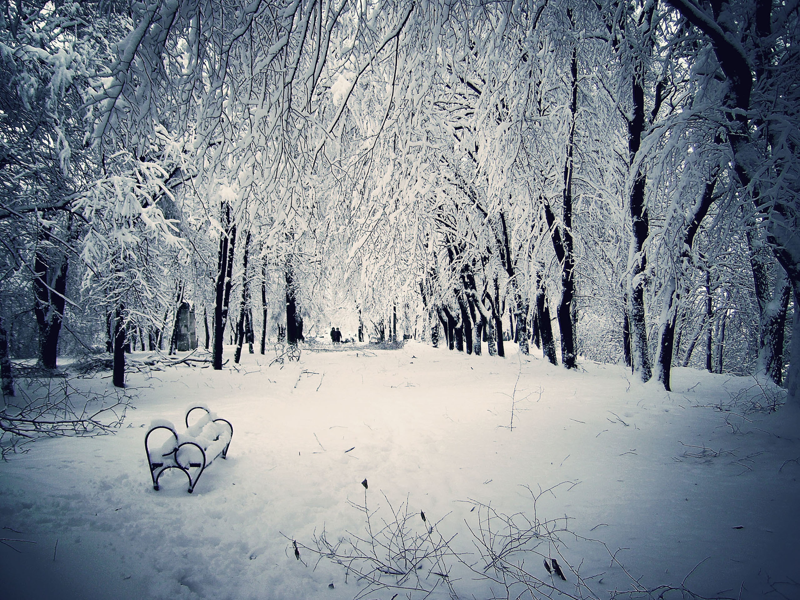 冬のクリスマスの壁紙,雪,冬,自然の風景,自然,木