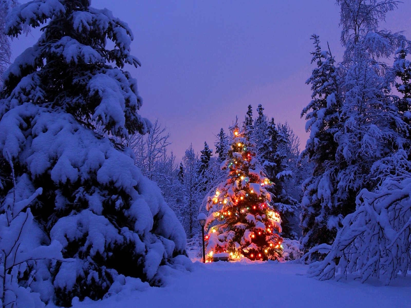 winter christmas wallpaper,winter,snow,shortleaf black spruce,tree,balsam fir