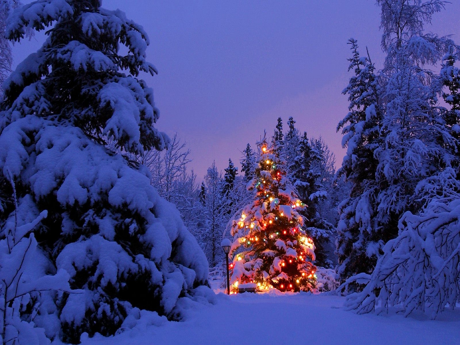 冬のクリスマスの壁紙,冬,雪,ショートリーフブラックスプルース,木,自然