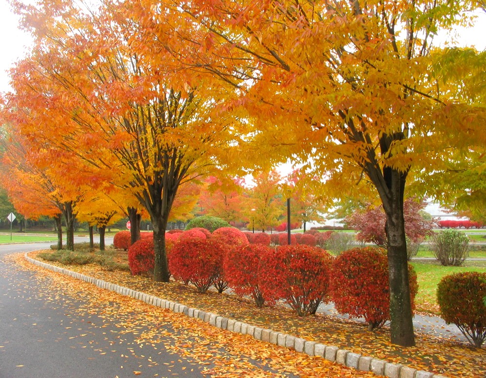 carta da parati autunno autunno,albero,foglia,paesaggio naturale,autunno,pianta legnosa