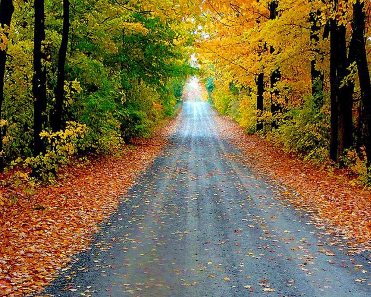 秋の壁紙,自然の風景,自然,木,葉,道路