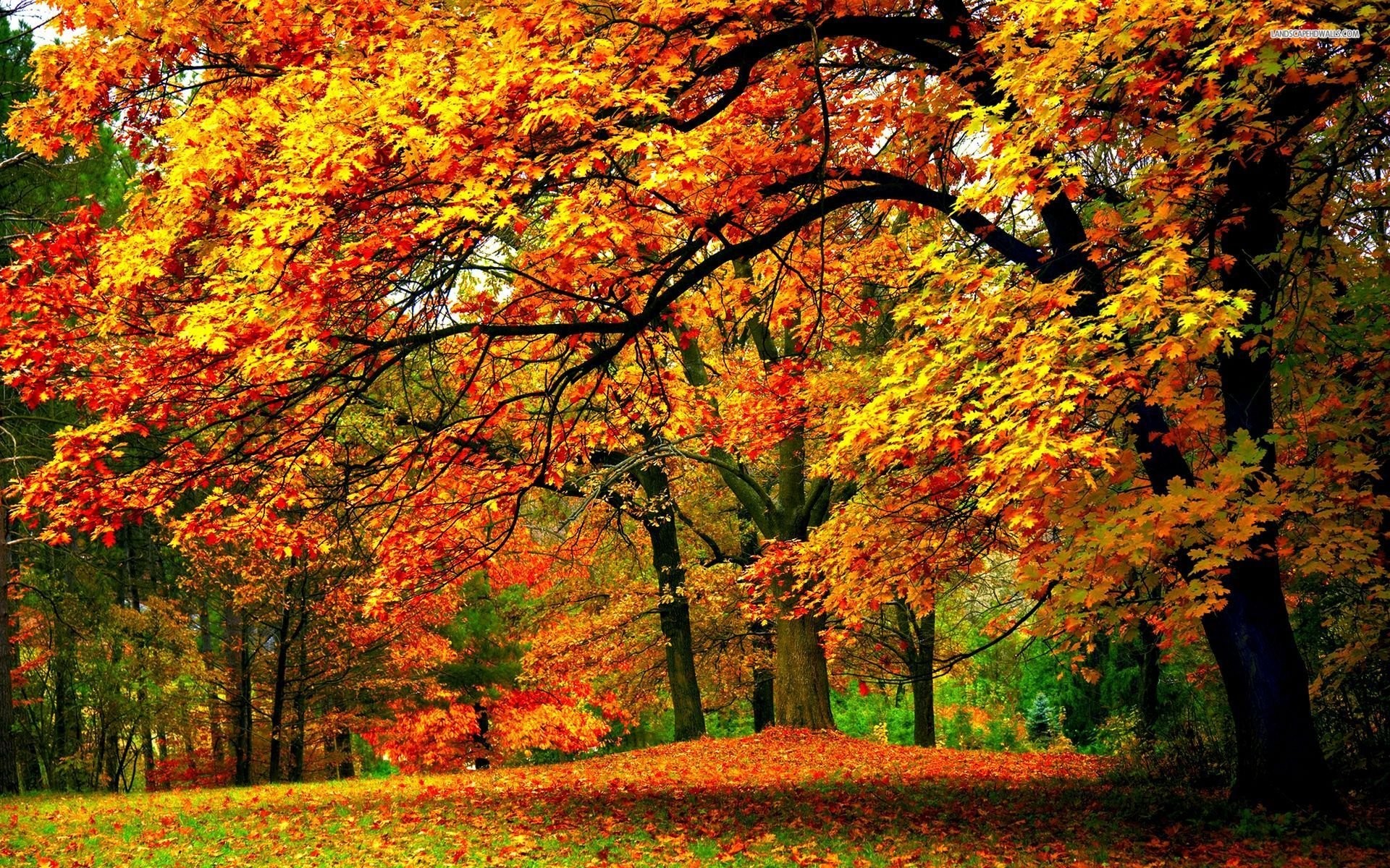 fall autumn wallpaper,tree,natural landscape,nature,leaf,autumn