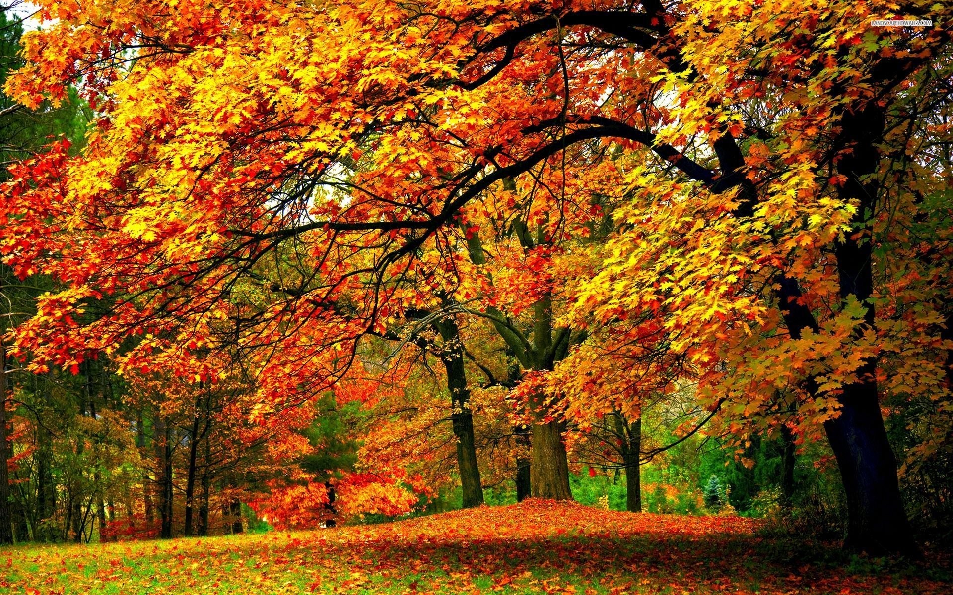 herbst herbst tapete,baum,natürliche landschaft,natur,blatt,herbst