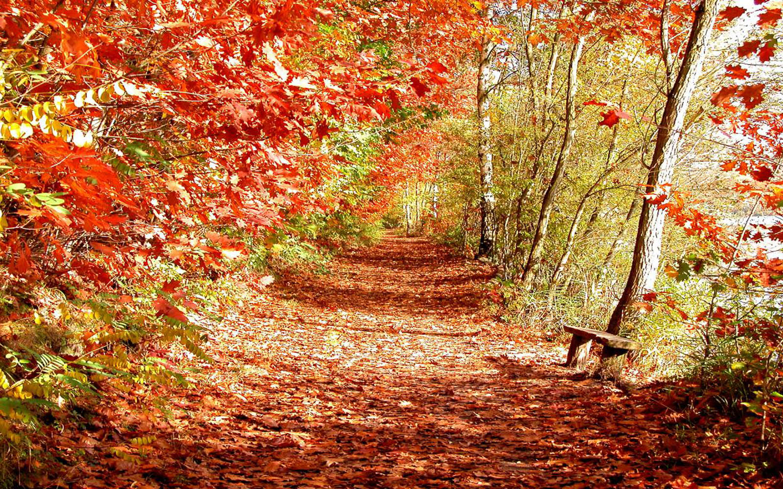 秋の壁紙,葉,木,自然,秋,森林